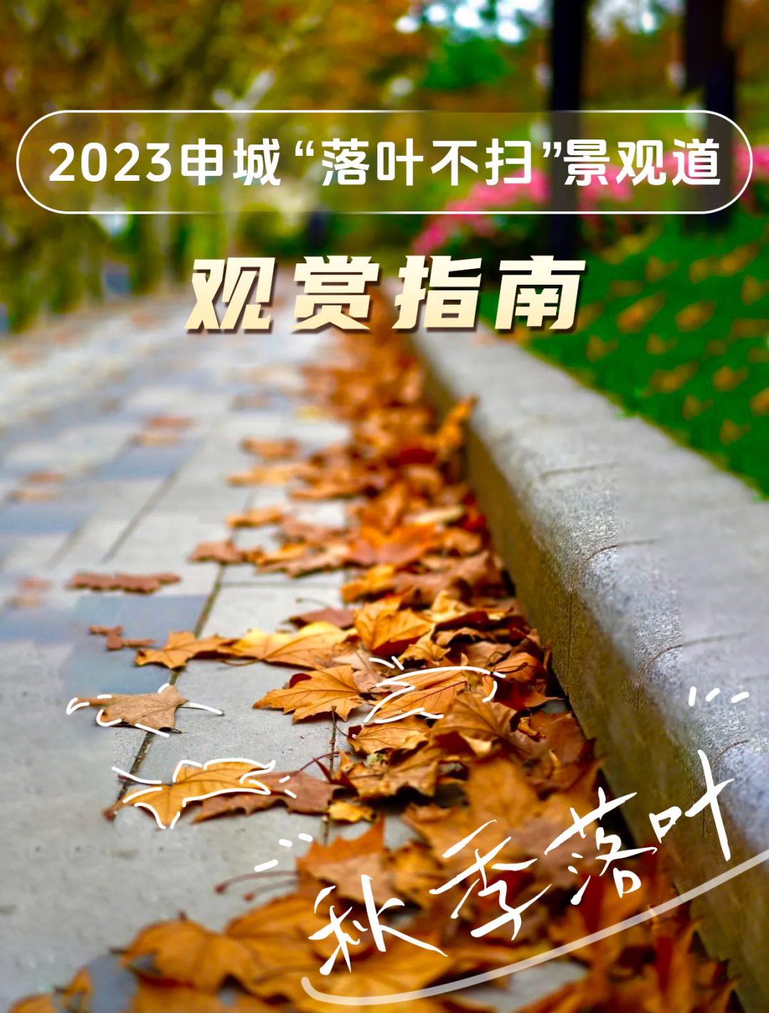 2023年落叶不扫开启上海41条景观道抚玩指南来啦完美体育官网(图1)